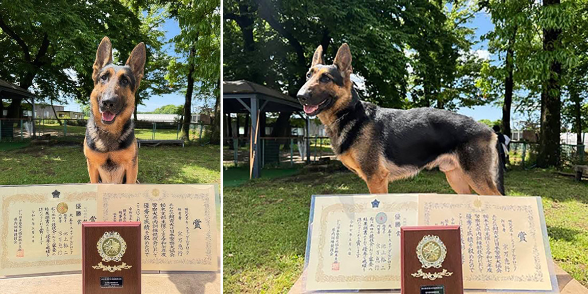 「令和七年度警察犬県内訓練競技会」で優勝