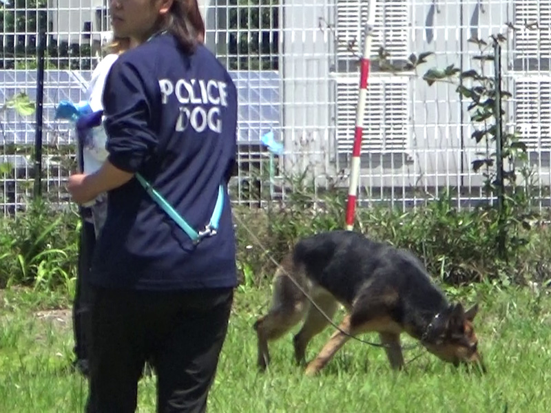 警察犬の訓練風景1